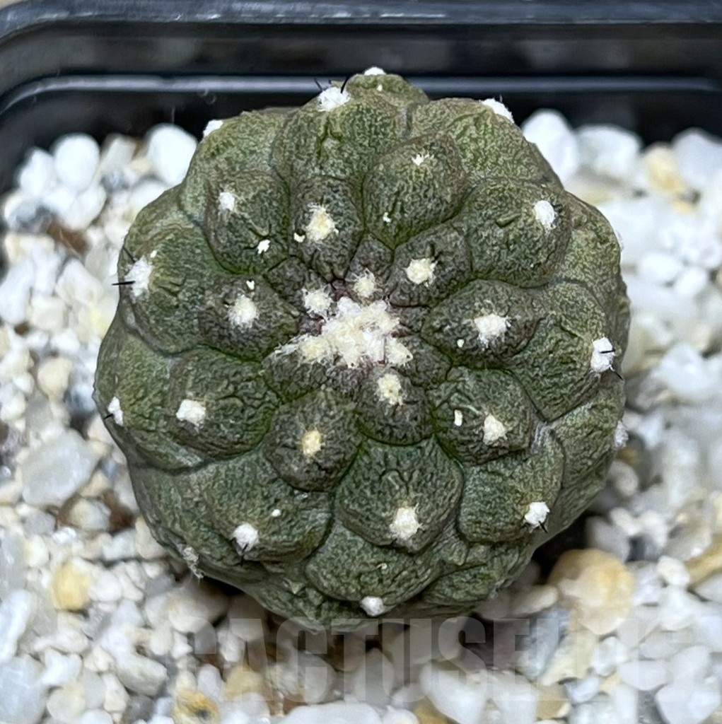SHPR10164 Copiapoa hypogaea cv. Lizard Skin - Image 2