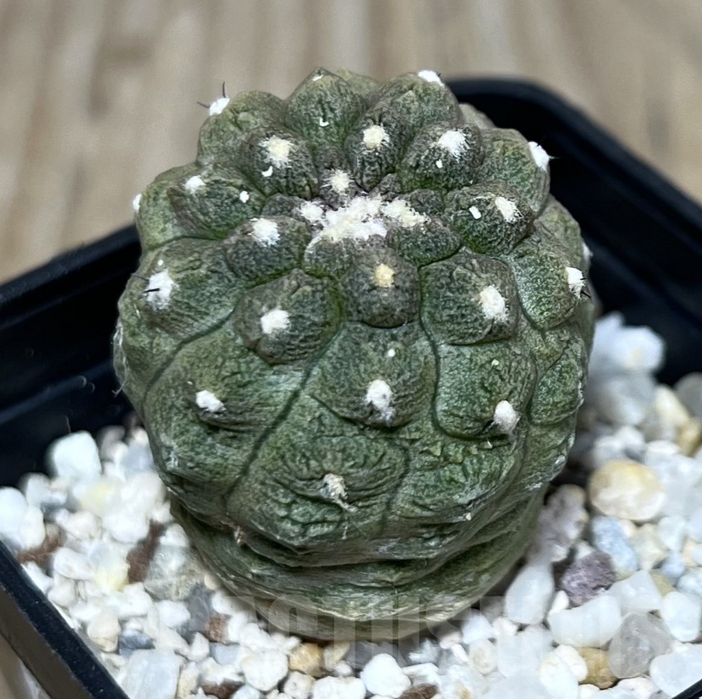 SHPR10164 Copiapoa hypogaea cv. Lizard Skin