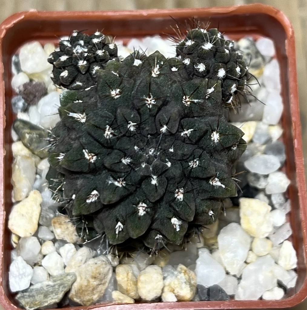 SHPR10347 Pyrrhocactus occultus - Image 2