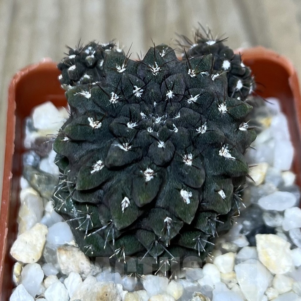 SHPR10347 Pyrrhocactus occultus