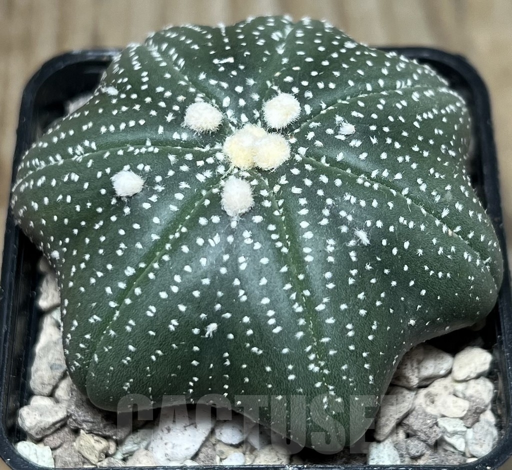 SHPR16990 Astrophytum asterias 'Miracle' - Image 2