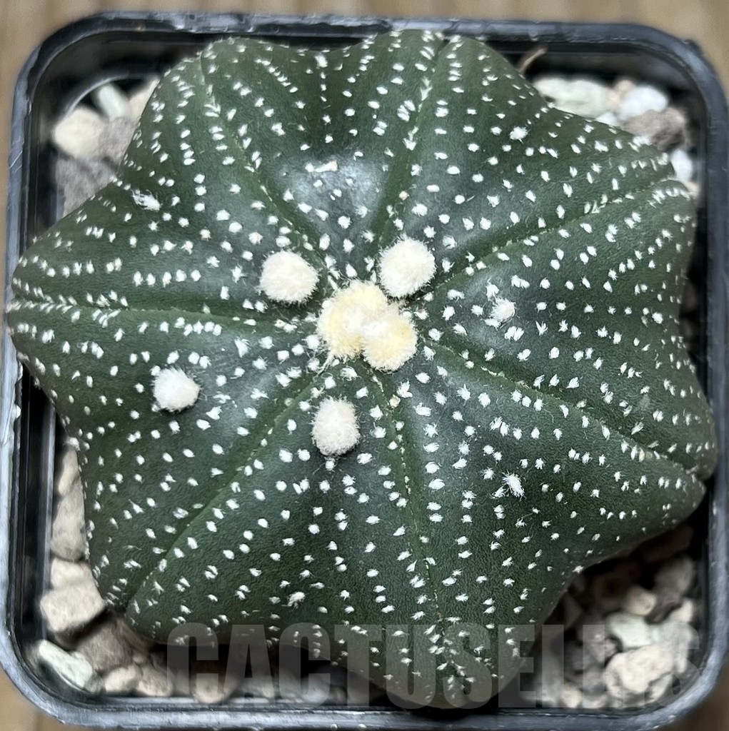 SHPR16990 Astrophytum asterias 'Miracle'