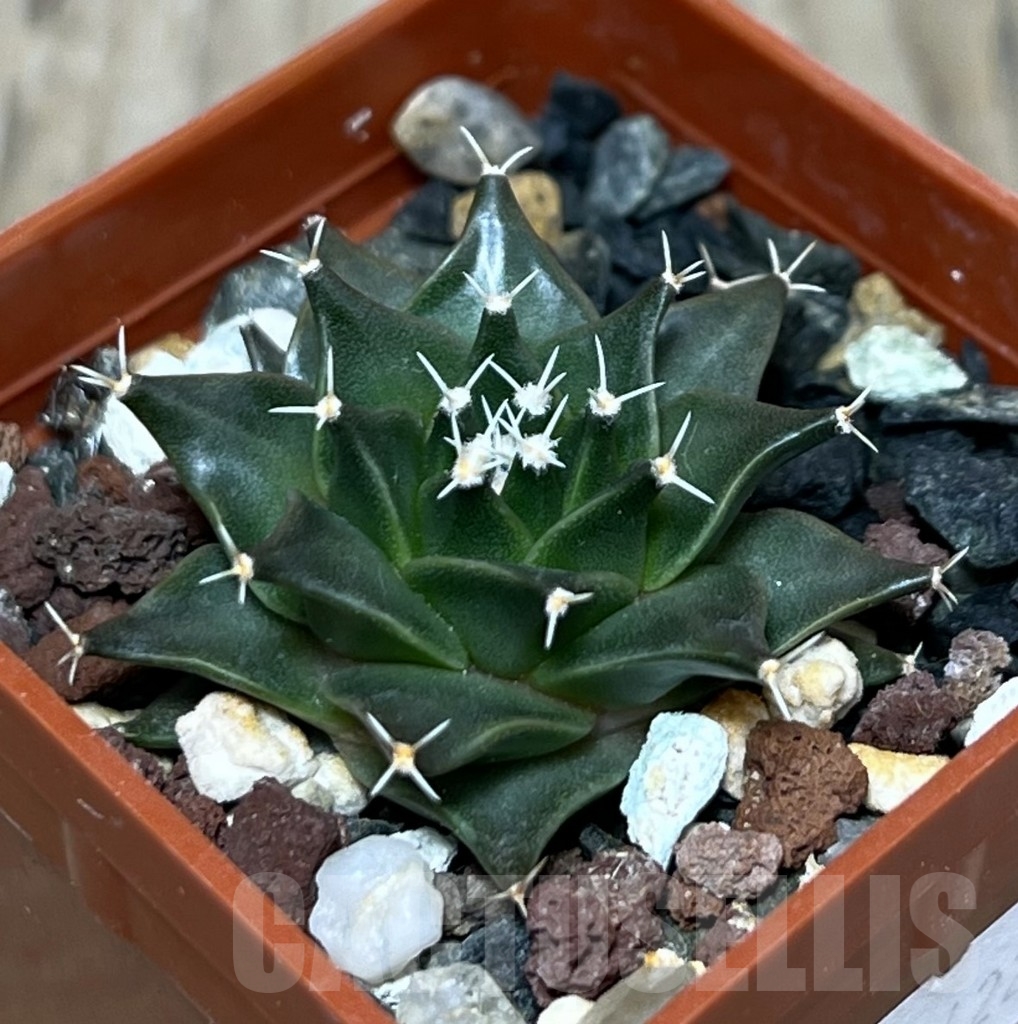 SHPR14222 Obregonia denegrii