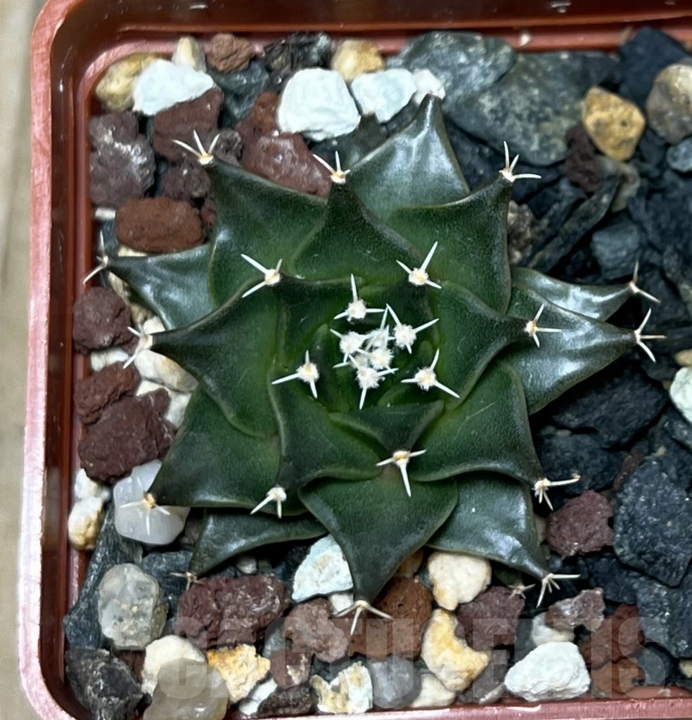 SHPR14222 Obregonia denegrii - Image 2