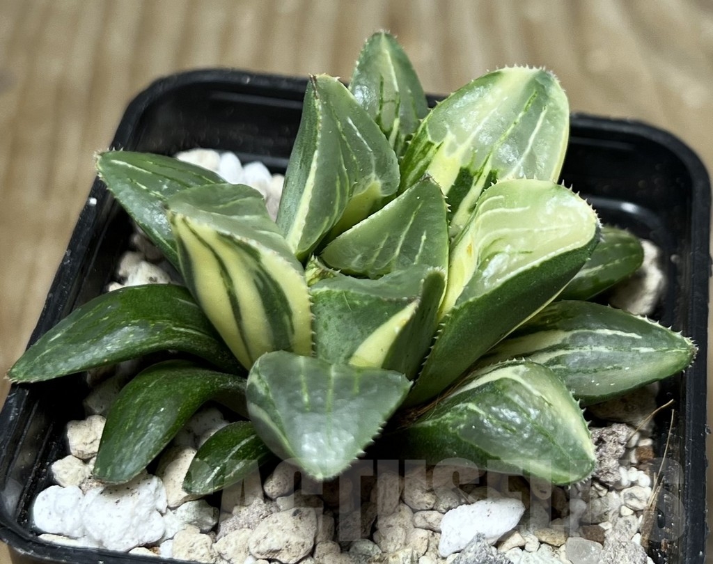 SHPR16993 Haworthia retusa f. variegata