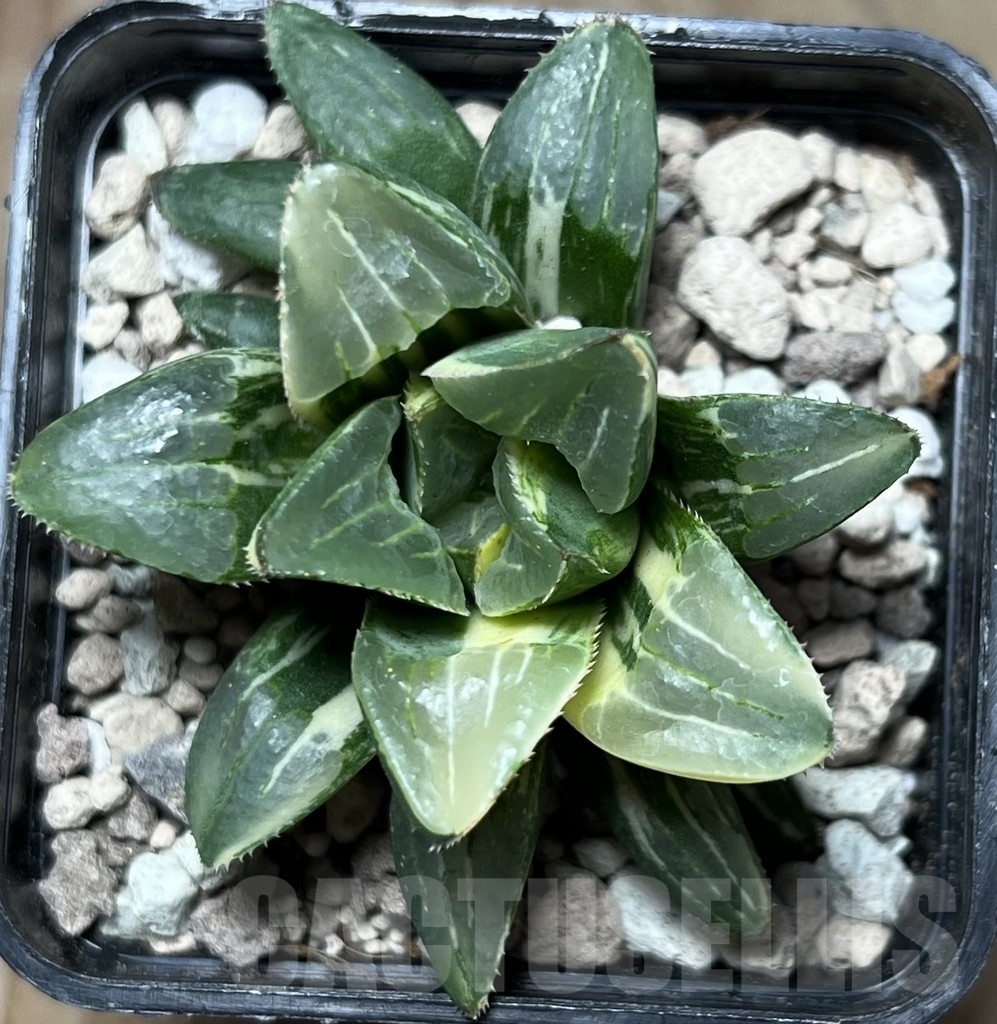 SHPR16993 Haworthia retusa f. variegata - immagine 2