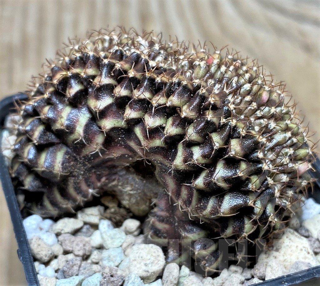 SHPR16832 Gymnocalycium mihanovichii f. cristata - Image 2