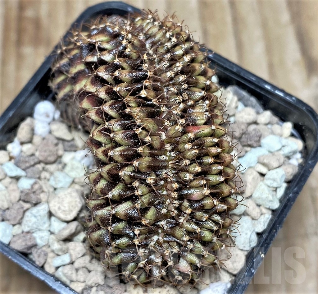 SHPR16832 Gymnocalycium mihanovichii f. cristata - Image 3