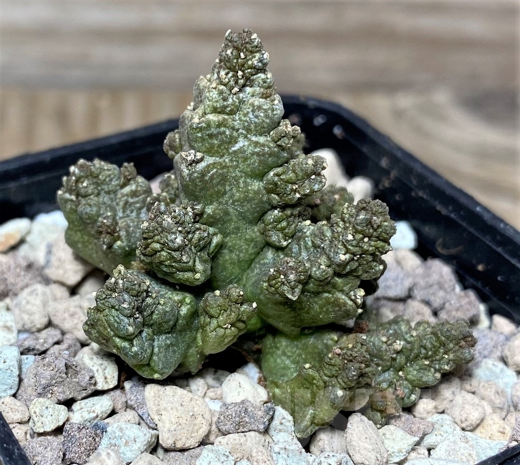 SHPR16833 Pseudolithos mccoyi - Obrázek 2