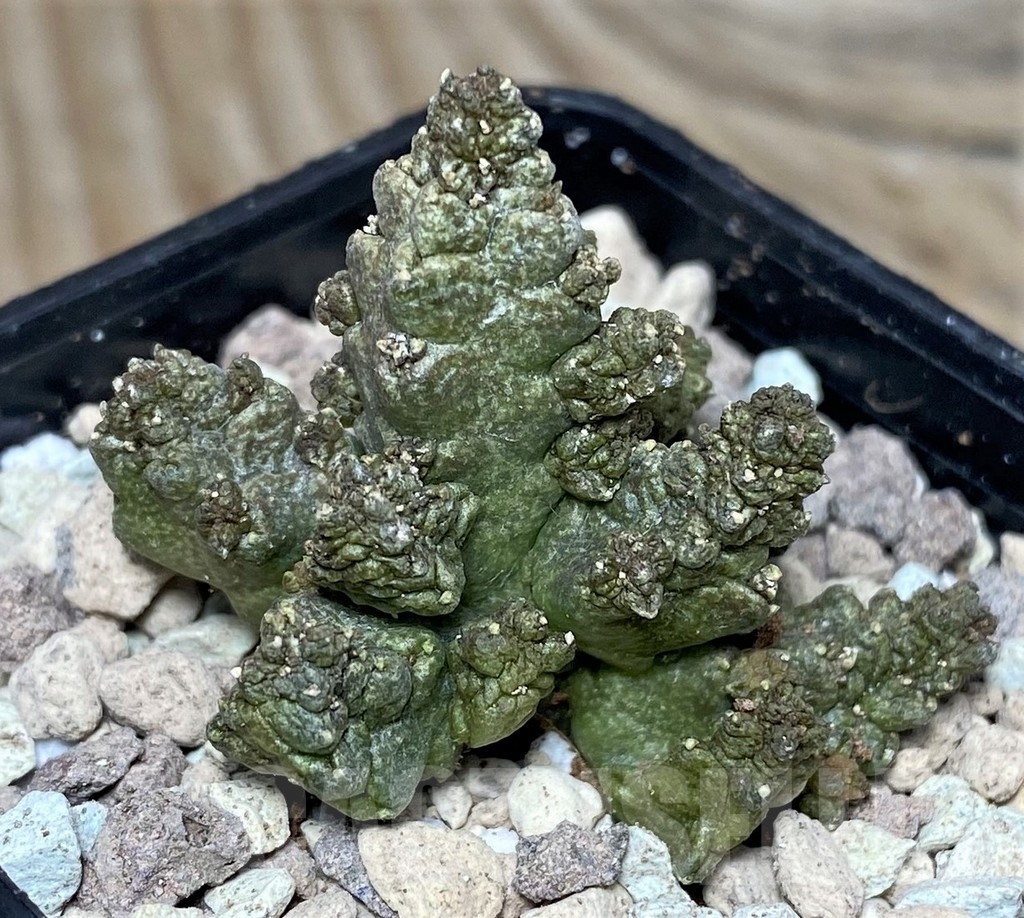 SHPR16833 Pseudolithos mccoyi