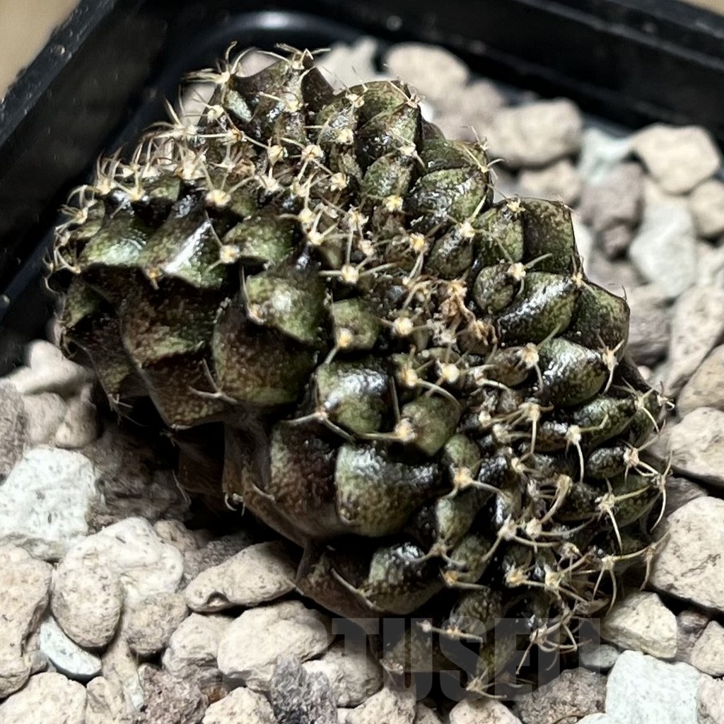 SHPR16995 Gymnocalycium mihanovichii f. cristata