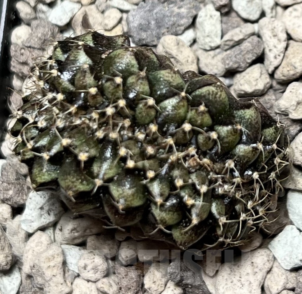 SHPR16995 Gymnocalycium mihanovichii f. cristata - immagine 2