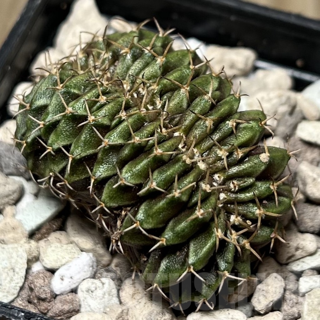 SHPR16996 Gymnocalycium mihanovichii f. cristata