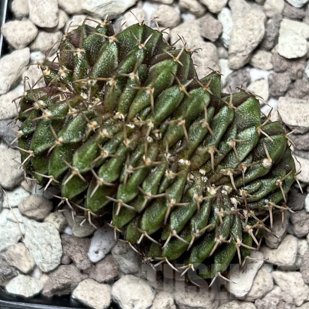 SHPR16996 Gymnocalycium mihanovichii f. cristata - immagine 2