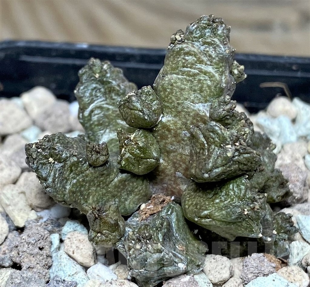 SHPR16836 Pseudolithos mccoyi - Imagen 2