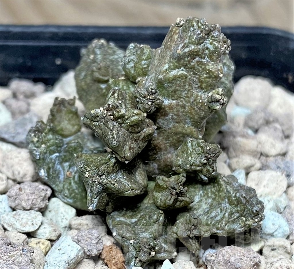 SHPR16836 Pseudolithos mccoyi