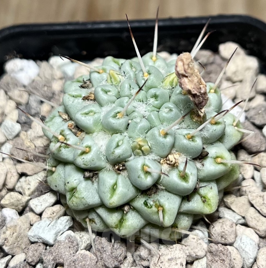 SHPR17000 Mammillaria schumannii f. monstrosa