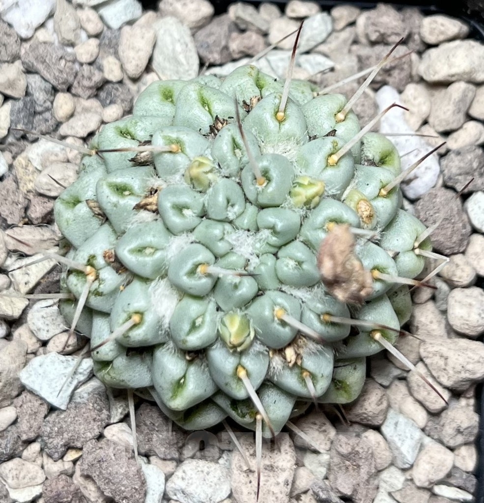 SHPR17000 Mammillaria schumannii f. monstrosa - Image 2