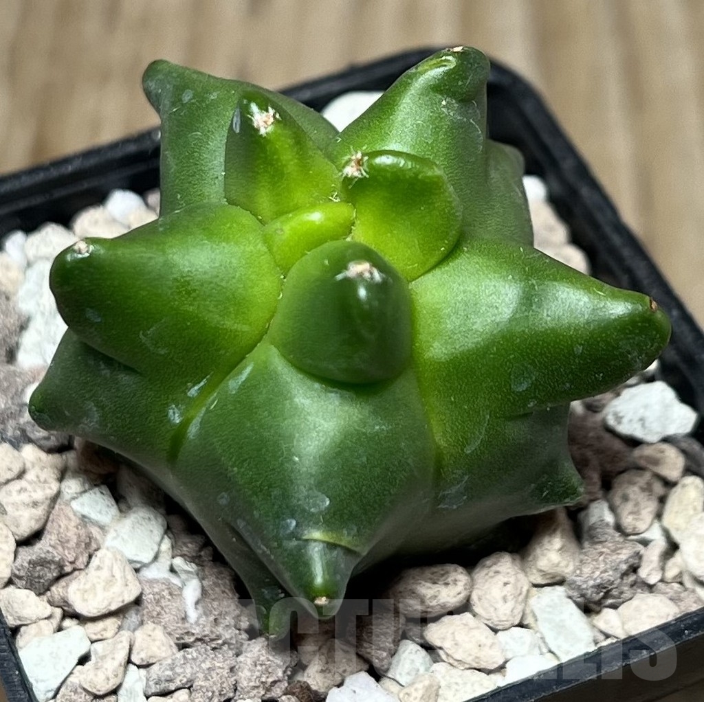 SHPR17001 Astrophytum myriostigma 'Kikko'