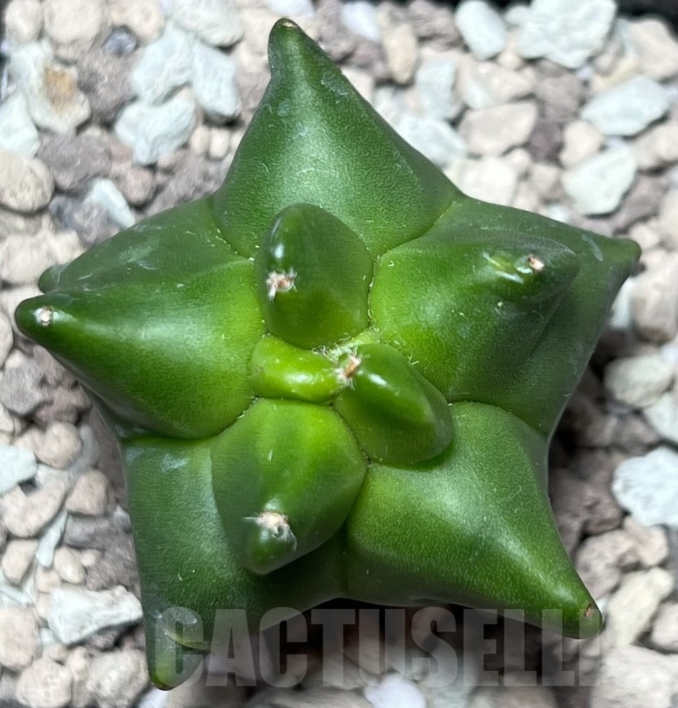 SHPR17001 Astrophytum myriostigma 'Kikko' - Image 2