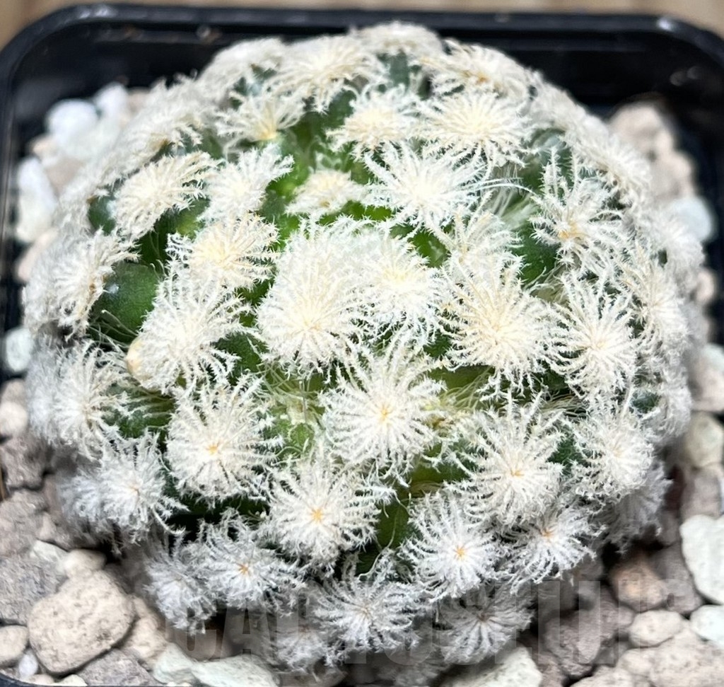 SHPR17003 Mammillaria plumosa ‘Snow’