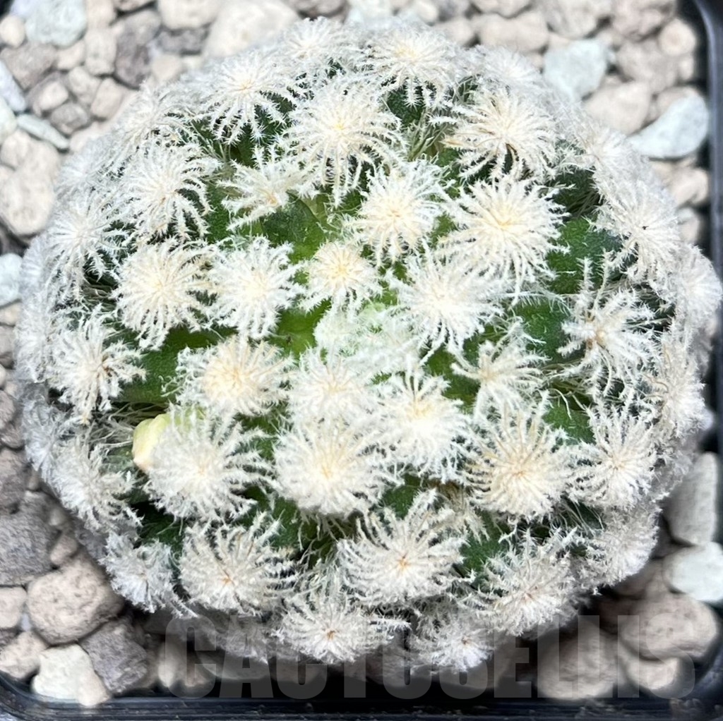 SHPR17003 Mammillaria plumosa ‘Snow’ - Image 2