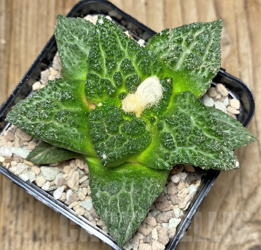 SHPR16840 Ariocarpus fissuratus ‘Godzilla’ hybrid, own roots - Image 2