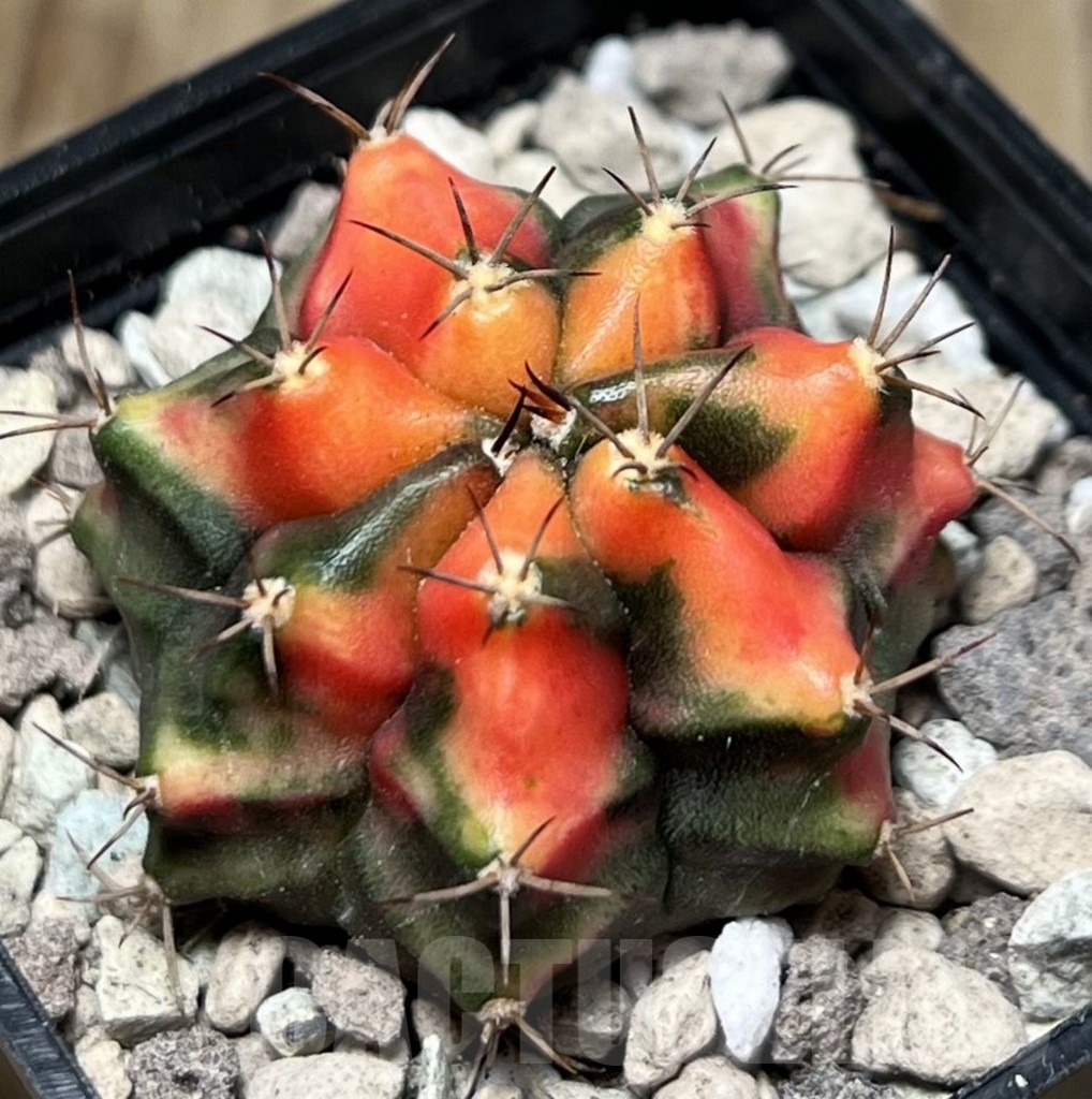 SHPR17004 Gymnocalycium mihanovichii 'Carnelian' - Image 2