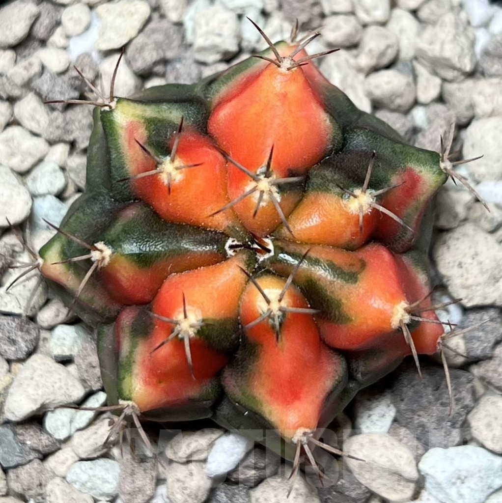 SHPR17004 Gymnocalycium mihanovichii 'Carnelian'