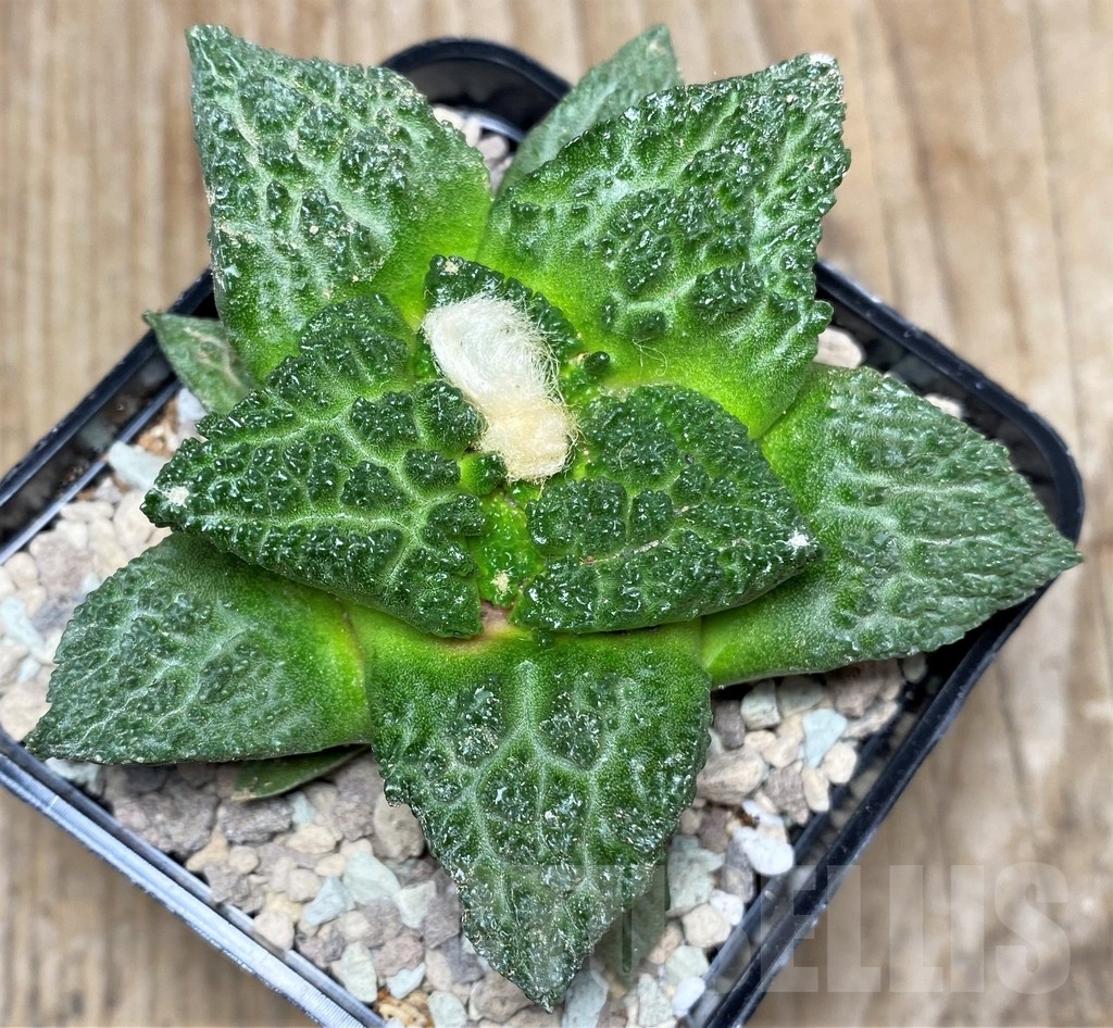 SHPR16840 Ariocarpus fissuratus ‘Godzilla’ hybrid, own roots