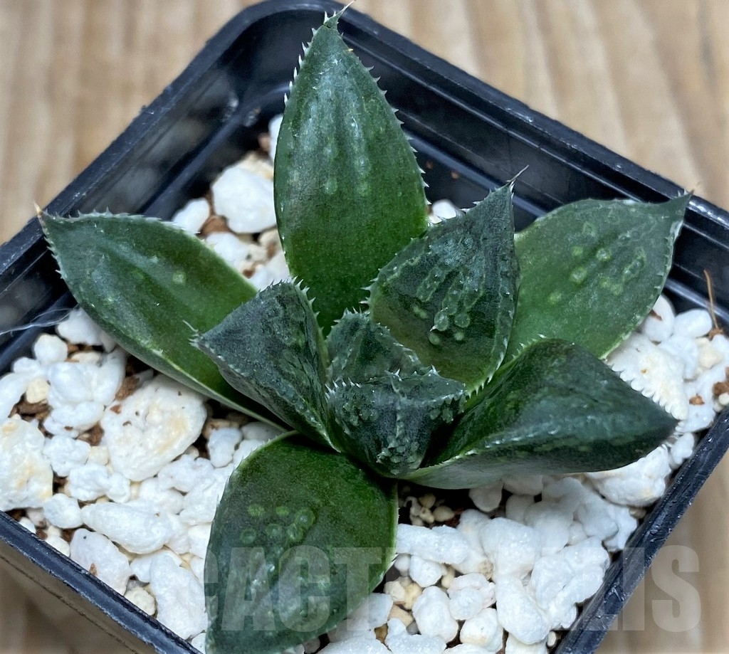 SHPR16893 Haworthia hybrid