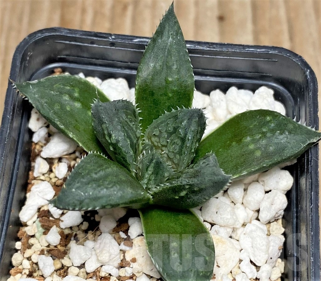 SHPR16893 Haworthia hybrid - Image 2