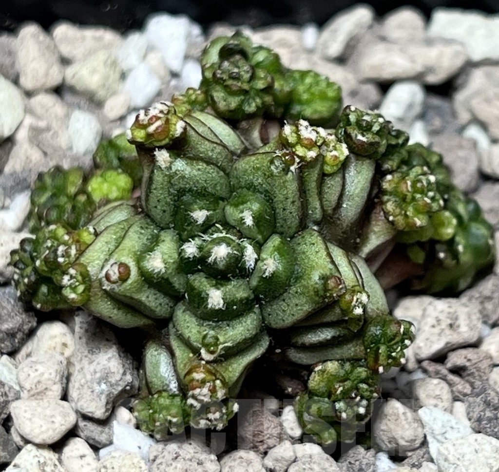 SHPR17009 Gymnocalycium mihanovichii 'Transformer', seedling