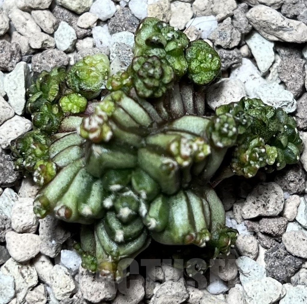 SHPR17009 Gymnocalycium mihanovichii 'Transformer', seedling - Image 2