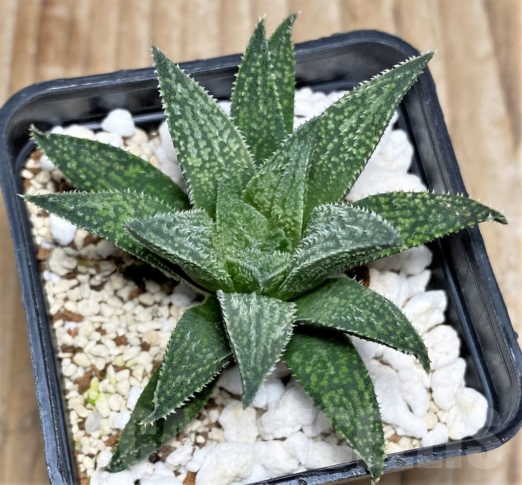 SHPR16895 Haworthia wimii hybrid - Image 2