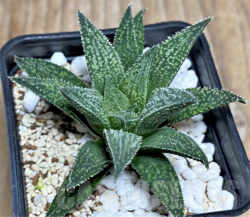SHPR16895 Haworthia wimii hybrid
