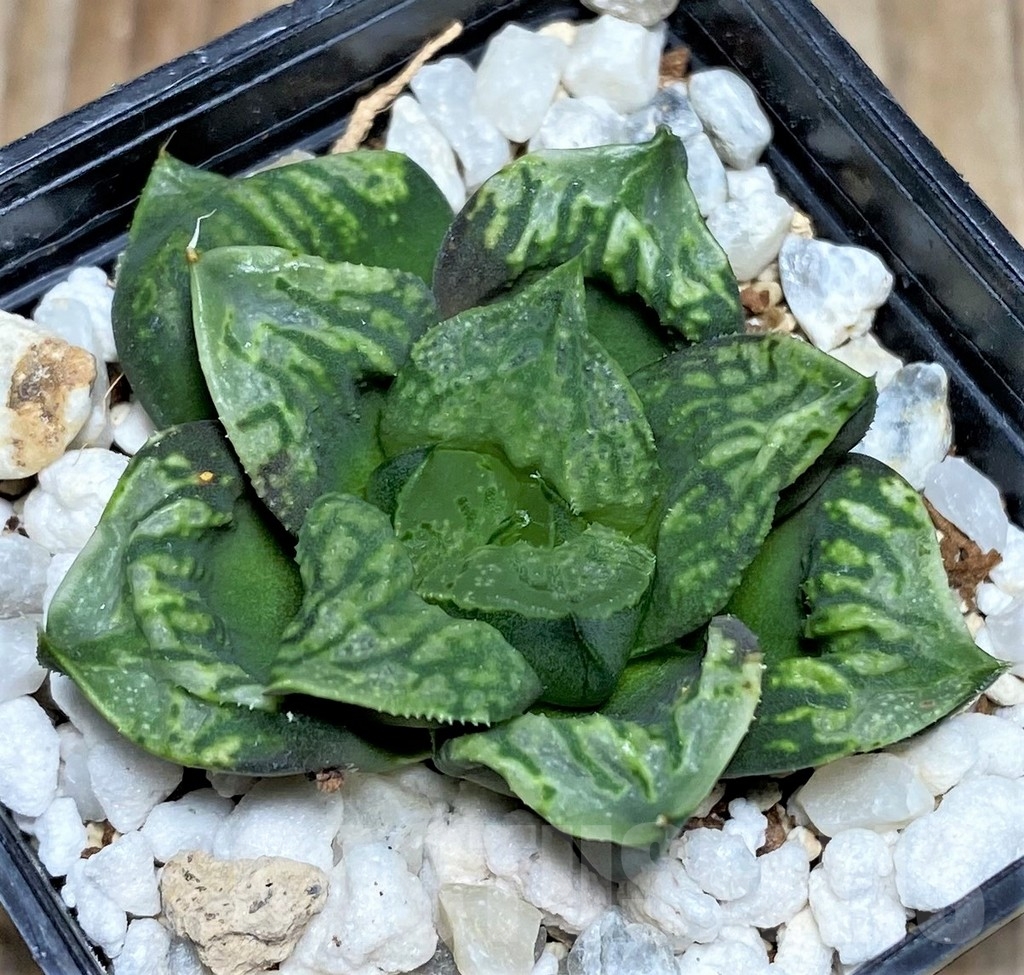 SHPR16896 Haworthia 'Kamen Butokai'