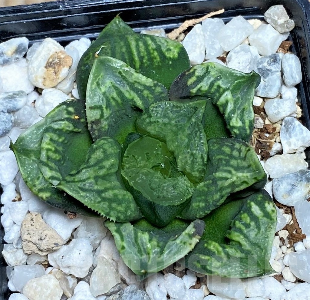 SHPR16896 Haworthia 'Kamen Butokai' - Image 2