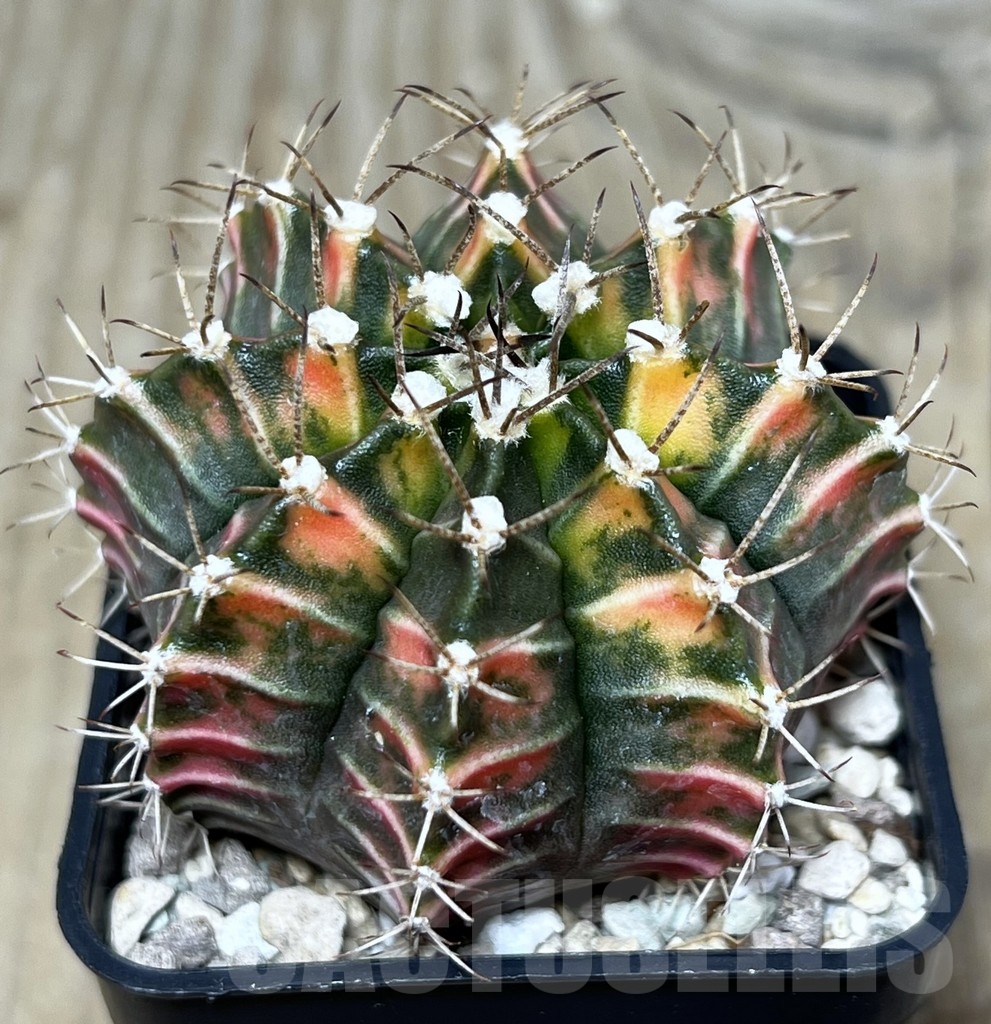 SHPR17697 Gymnocalycium friedrichii LB 2178 hybrid f. variegata, seedling