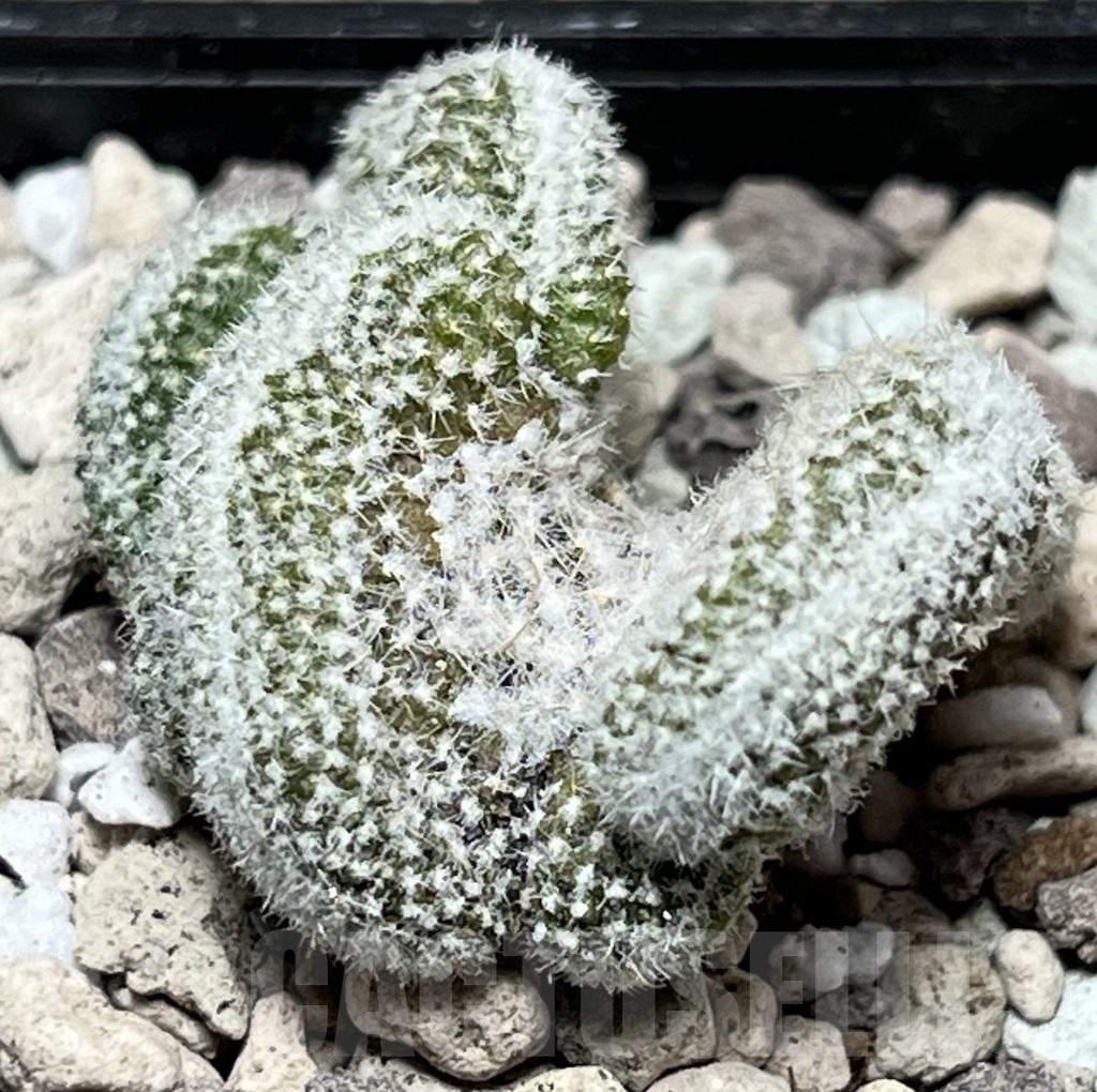 SHPR17012 Copiapoa laui f. cristata