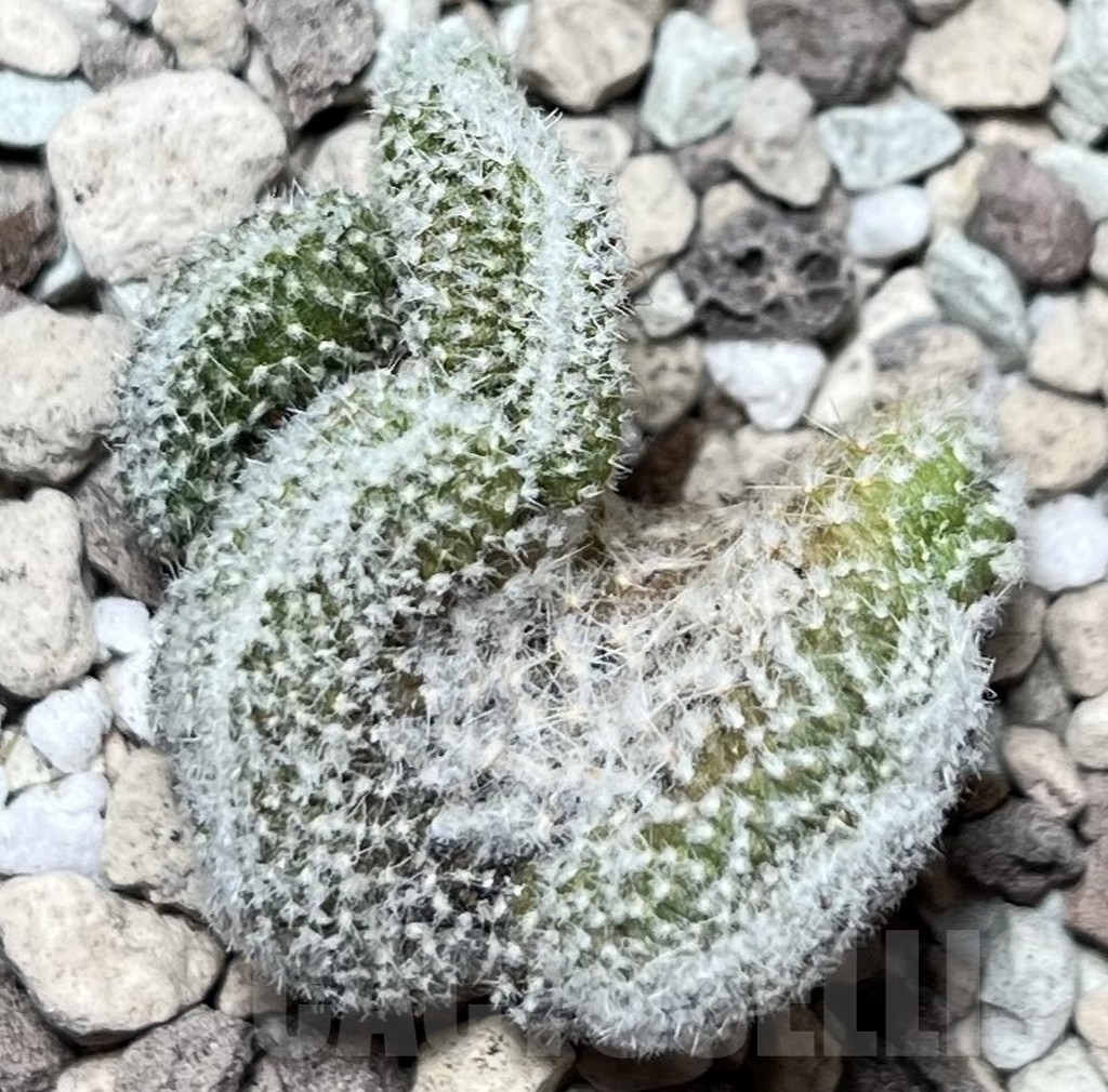 SHPR17012 Copiapoa laui f. cristata - Image 2