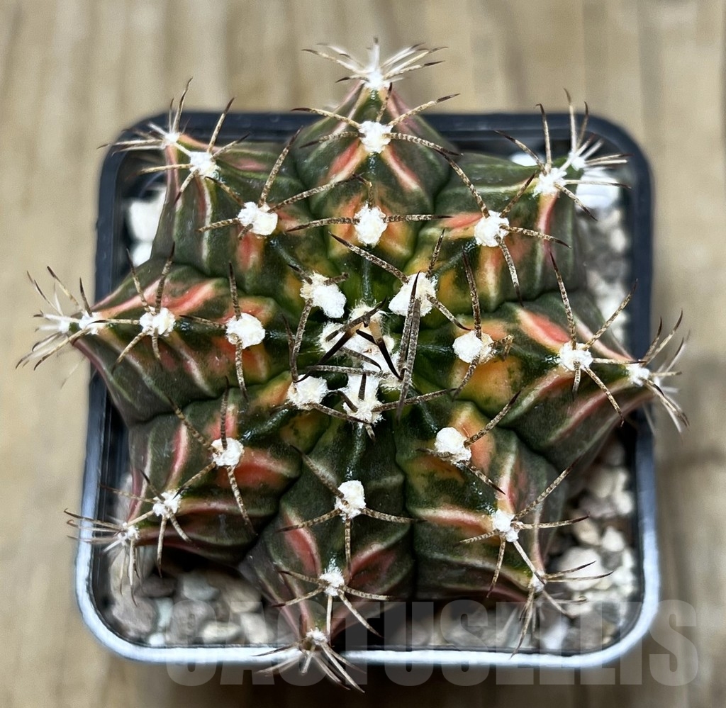 SHPR17697 Gymnocalycium friedrichii LB 2178 hybrid f. variegata, seedling - Image 2