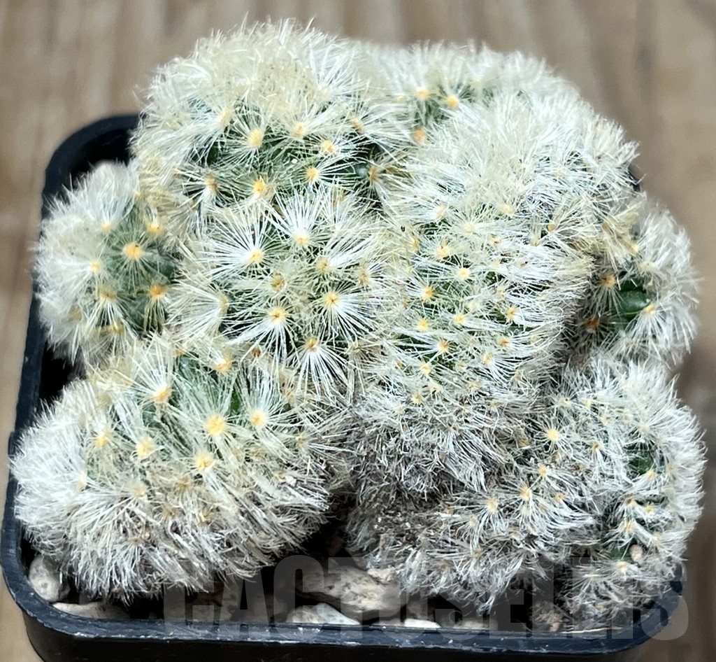 SHPR17014 Mammillaria carmenae f. cristata