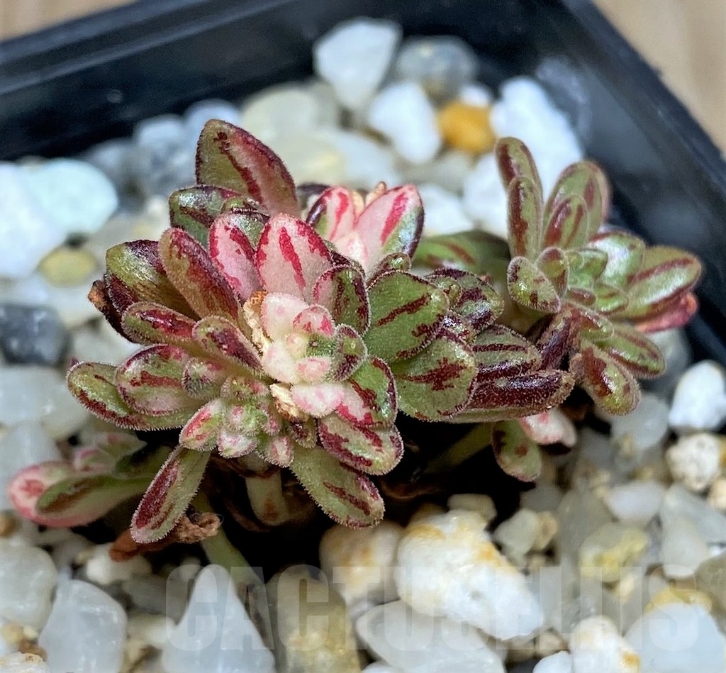 SHPR16899 Aeonium sedifolium f. variegata