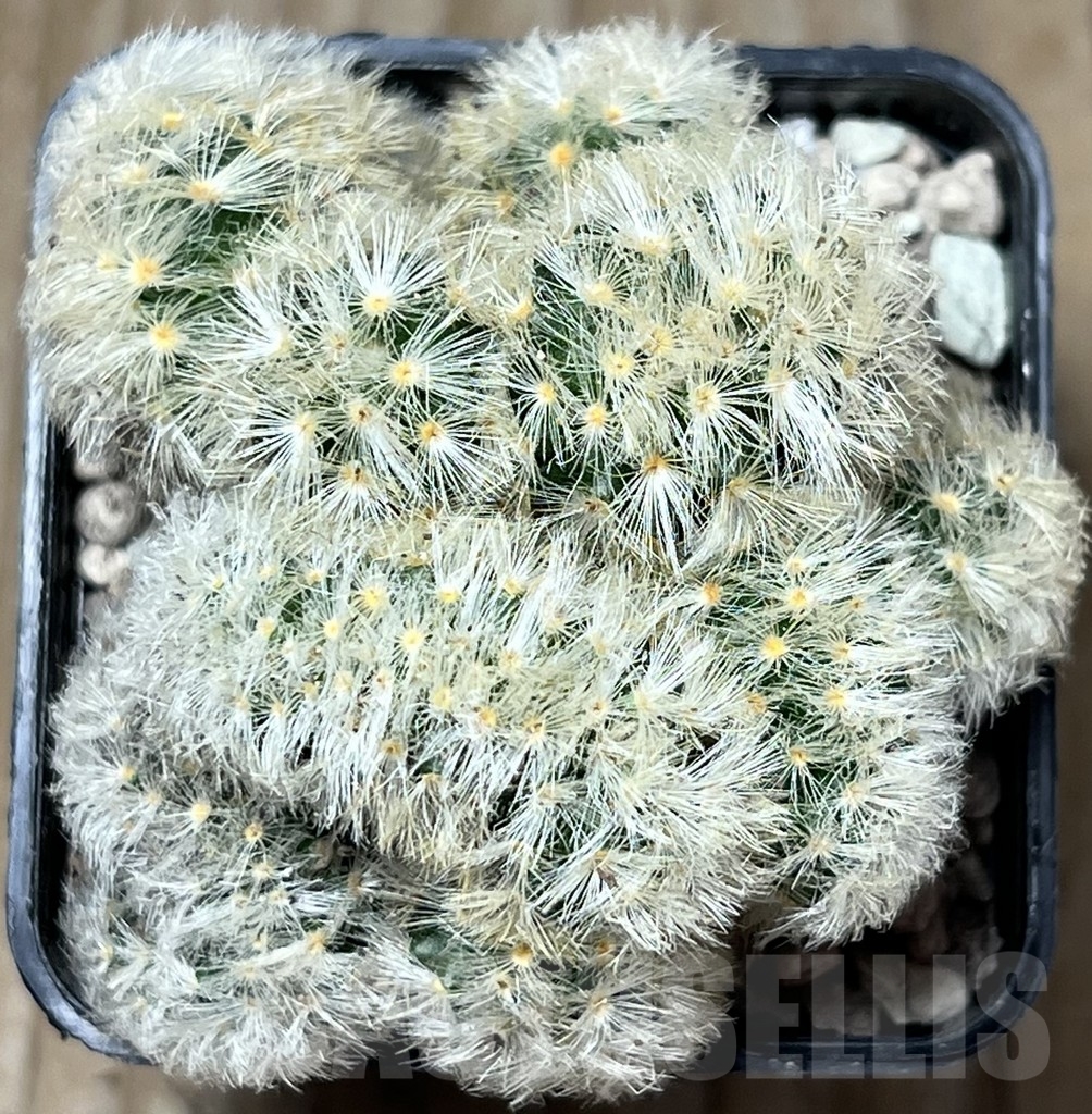 SHPR17014 Mammillaria carmenae f. cristata - immagine 2