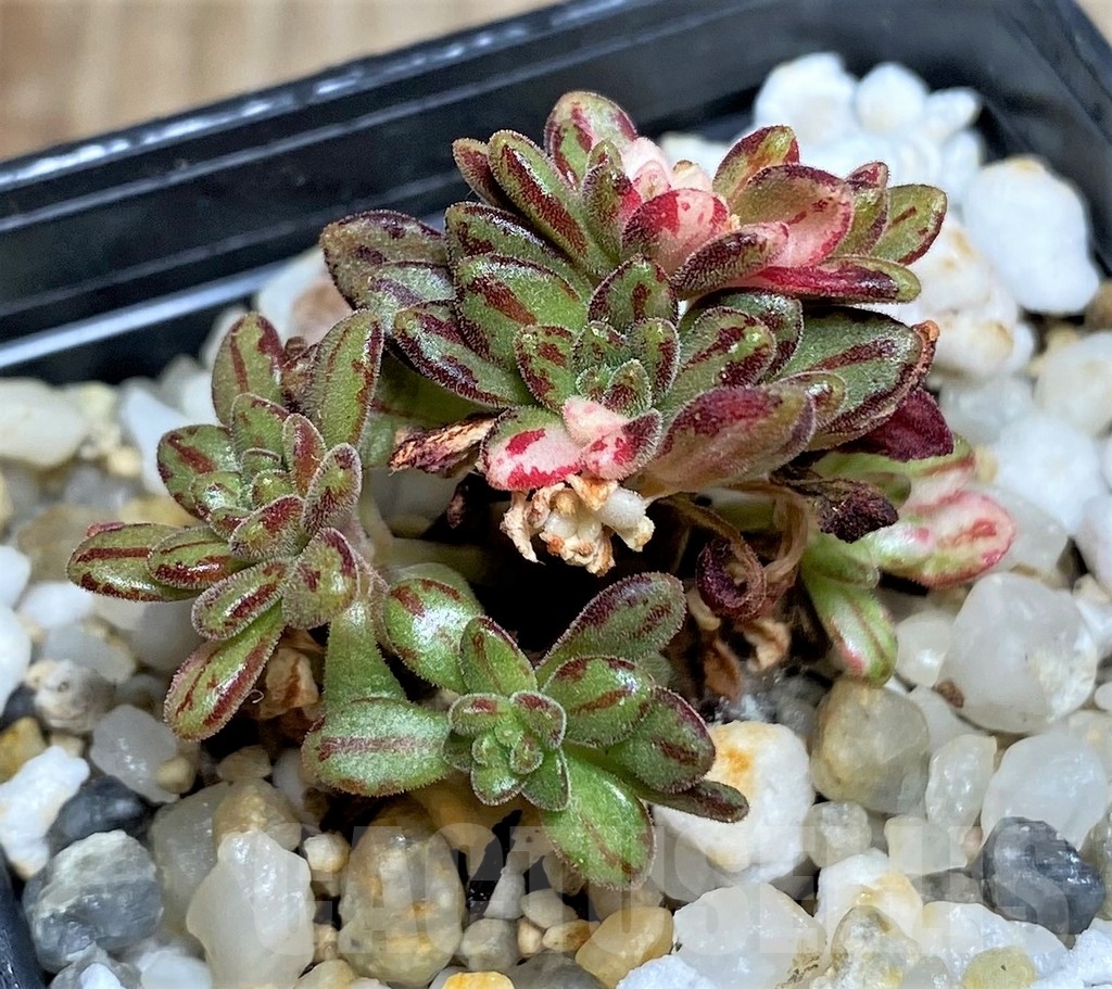 SHPR16899 Aeonium sedifolium f. variegata - Image 2