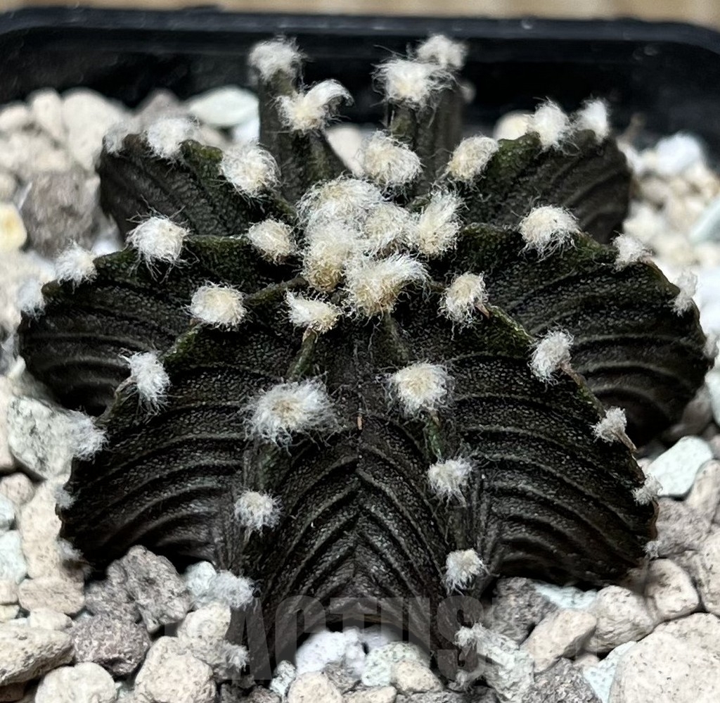 SHPR17015 Gymnocalycium mihanovichii VOS1241
