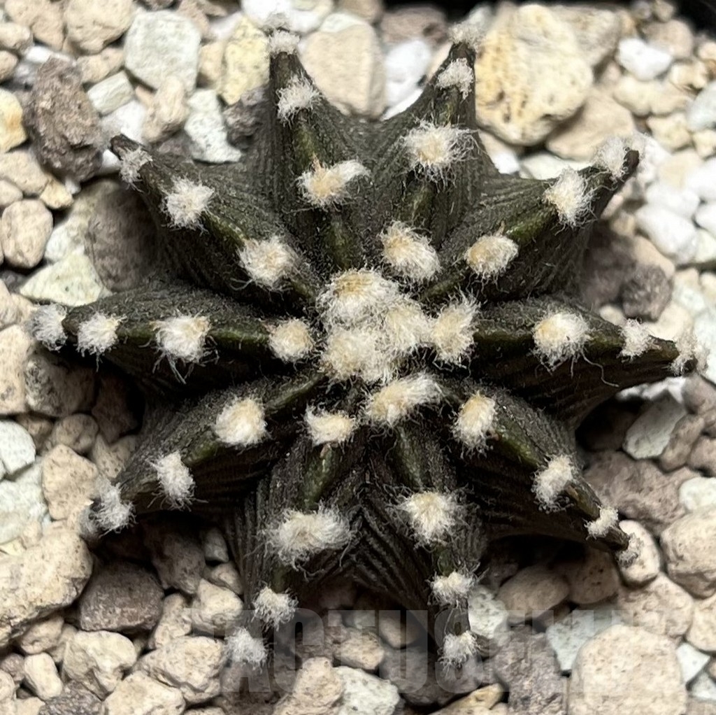 SHPR17015 Gymnocalycium mihanovichii VOS1241 - Image 2