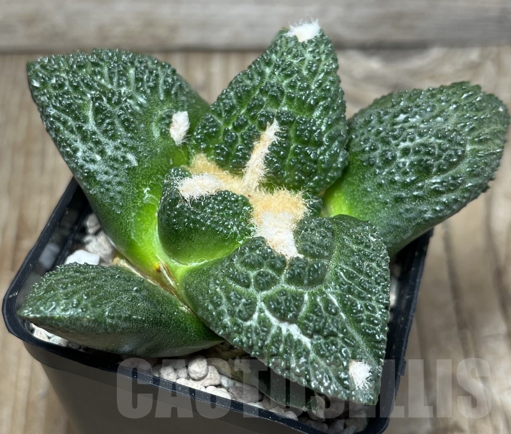 SHPR17018 Ariocarpus fissuratus 'Godzilla'