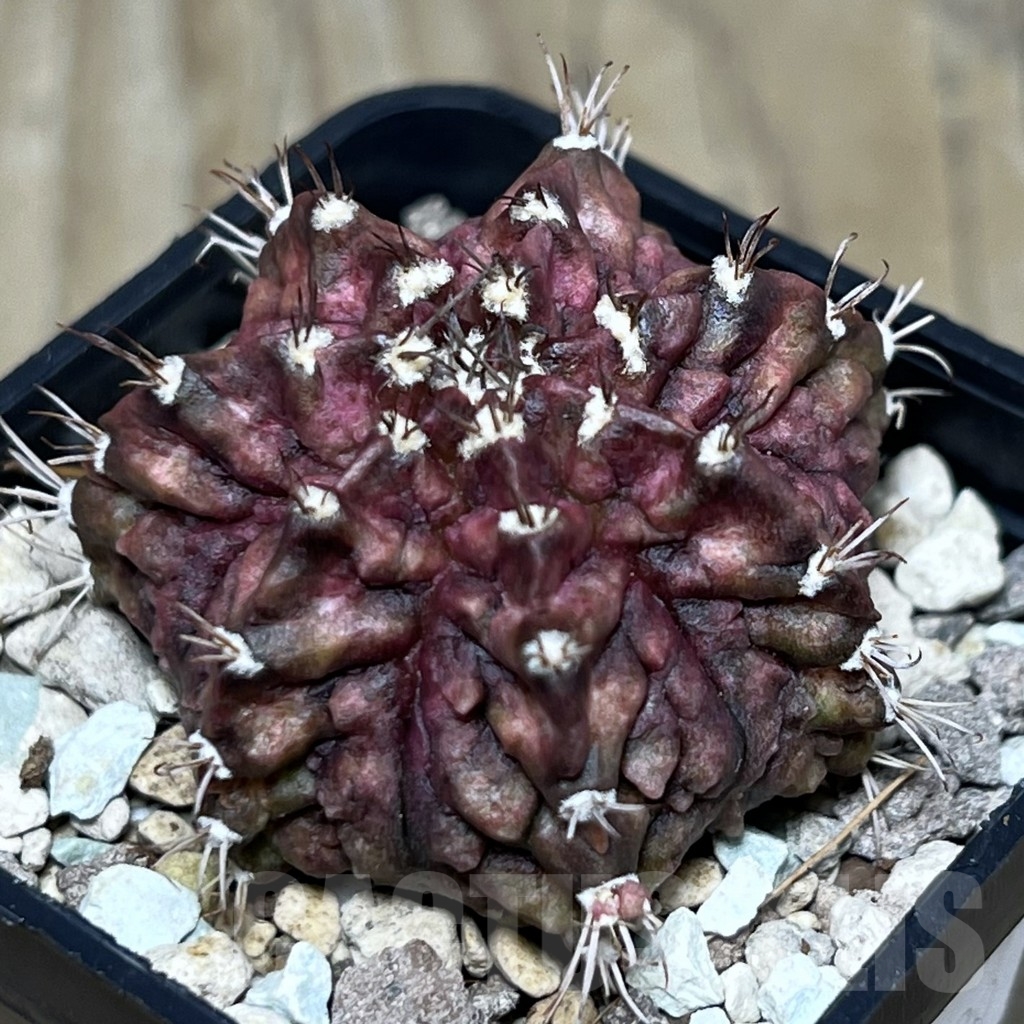 SHPR17490 Gymnocalycium mihanovichii 'T-rex' hybrid